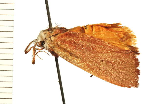 Image of Cryptophasa rubescens