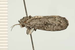 Image of Elesma subglauca Walker 1865