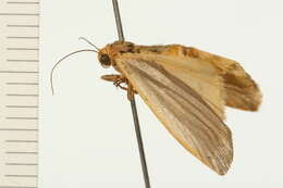 Image of <i>Eilema plana</i>