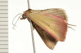 Image of Phytometra laevis