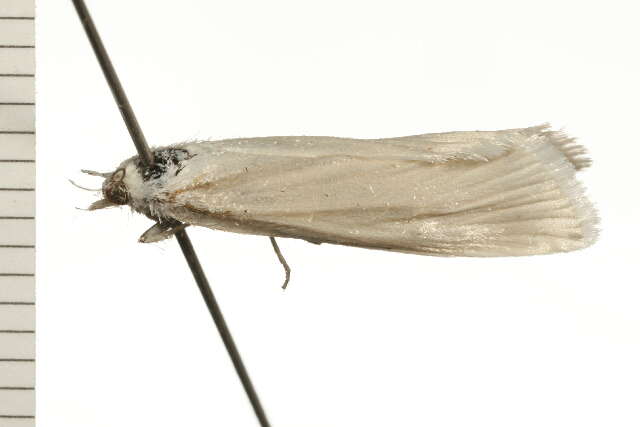 Image of Scirpophaga nivella Fabricius 1794