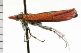 Image of Canuza euspilella Walker 1866