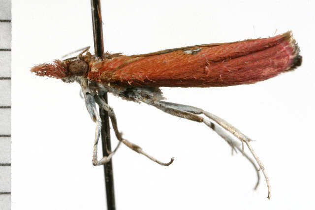 Image of Canuza euspilella Walker 1866