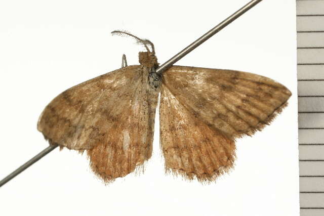 Image of Scopula rubraria Doubleday 1843