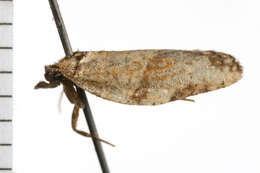 Image of Light brown apple moth