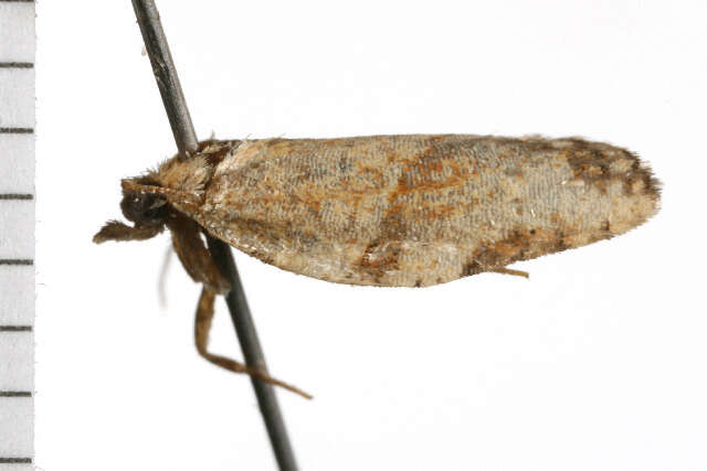 Image of Light brown apple moth