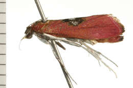 Image of Canuza euspilella Walker 1866