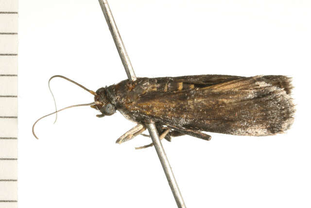 <i>Nephopterix metachroma</i>的圖片