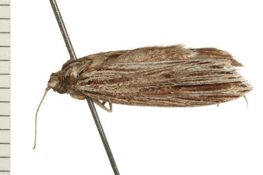 Image of Bathydoxa