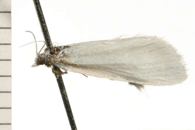 Image of Tipanaea patulella Walker 1863