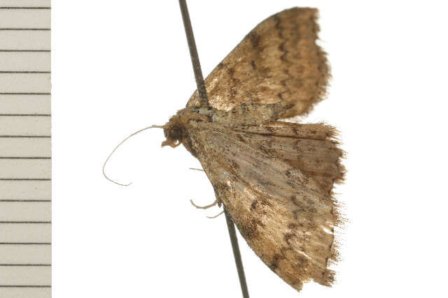 Image of Scopula rubraria Doubleday 1843