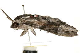 Image of convolvulus hawk moth