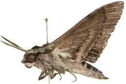 Image of convolvulus hawk moth