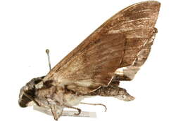 Image of Psilogramma maxmouldsi Eitschberger 2001