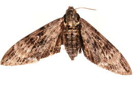 Image of Psilogramma menephron (Cramer 1780)