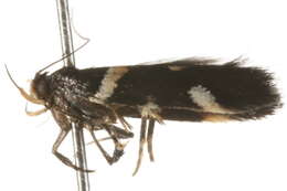 Image of Macrobathra alternatella Walker 1864