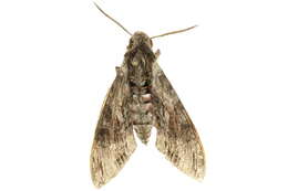 Image of convolvulus hawk moth