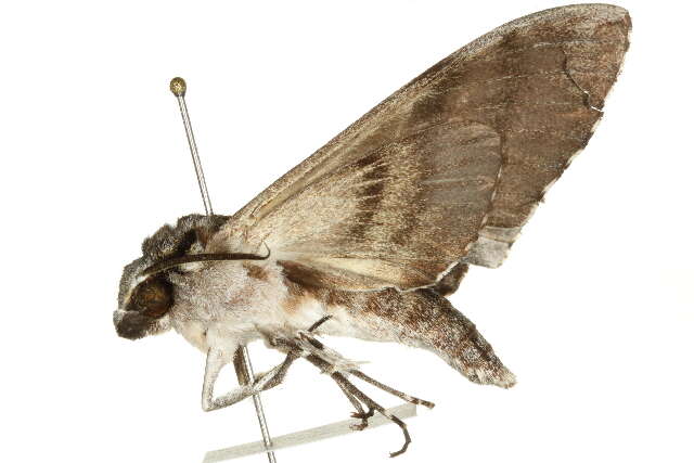 Image of Psilogramma casuarinae (Walker 1856)