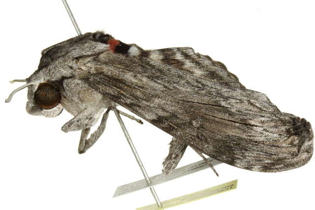 Image of convolvulus hawk moth