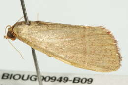 Ocrasa albidalis Walker (1866) resmi