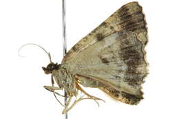 Image of Aeolochroma metarhodata Walker 1863