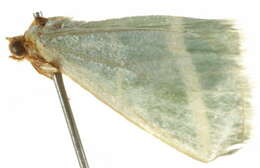 Image of Mixocera latilineata Walker 1866