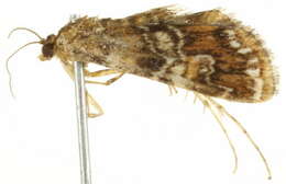 Image of <i>Elophila responsalis</i>