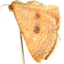 Image of <i>Epicyme rubropunctaria</i>