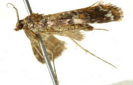 Image of <i>Elophila responsalis</i>