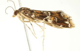 Image of <i>Elophila responsalis</i>