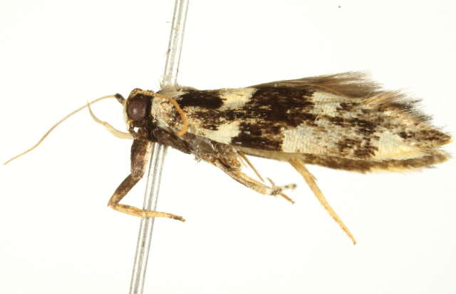 Image of Macrobathra arrectella Walker 1864