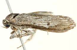 Image of Trisyntopa euryspoda