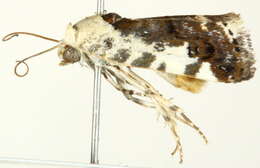 Image of Acontia nivipicta Butler 1886