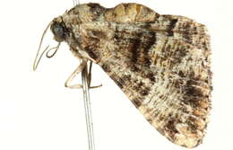 Image of Aporoctena scierodes Meyrick 1892