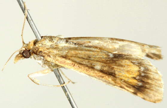 Imagem de <i>Niphograpta albiguttalis</i>