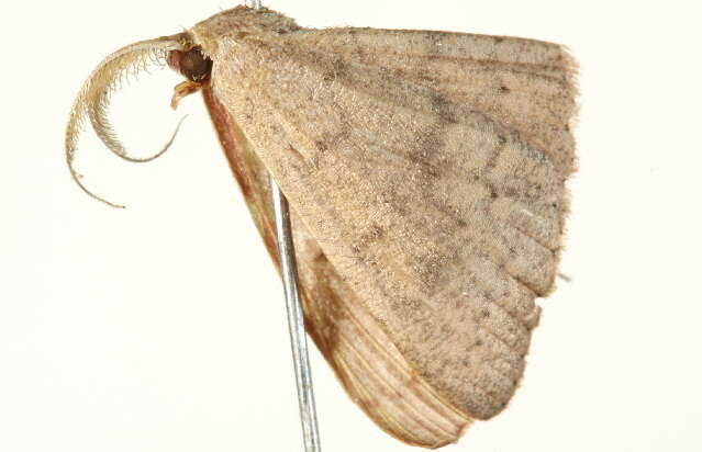 Image of <i>Cyclophora obstataria</i>