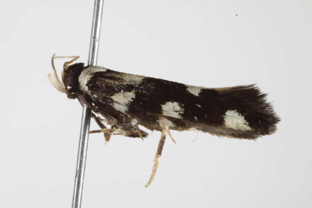 Image of Macrobathra arrectella Walker 1864