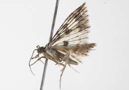Image of Alucita phricodes Meyrick 1886