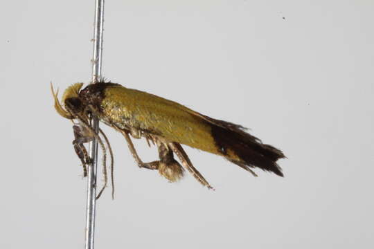 Image of <i>Heteroteucha kershawi</i>