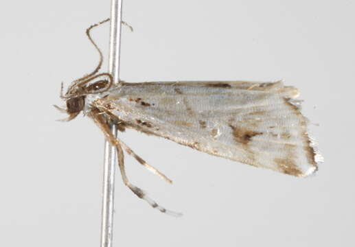 Image of Cataclysta psathyrodes Turner 1908