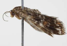 Image of <i>Elophila responsalis</i>