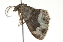 Image of <i>Epyaxa sodaliata</i>