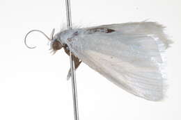 Image of Tipanaea patulella Walker 1863