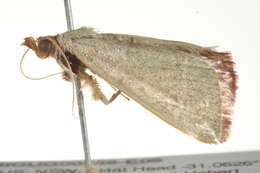 Ocrasa albidalis Walker (1866) resmi