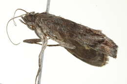 Image of Enchesphora