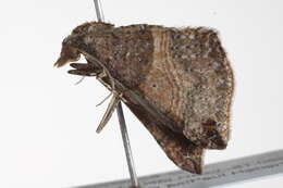 Image of <i>Anachloris uncinata</i>