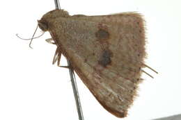 Image of <i>Epicyme rubropunctaria</i>