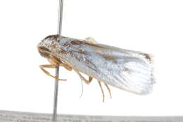 Image of Xylorycta luteotactella Walker 1864