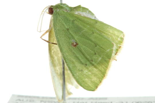 Image of Comostola leucomerata Walker 1866