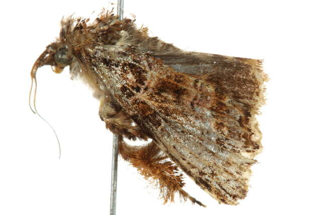 Image de Callopistria rivularis Walker 1857